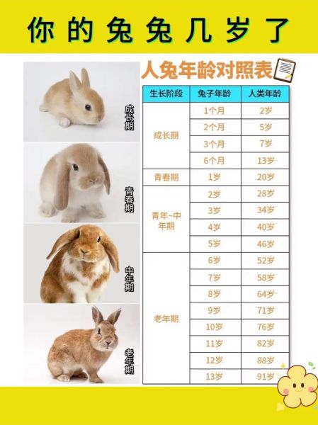 十二生肖属相表兔（兔年属相年龄对照表2025查询🔍）