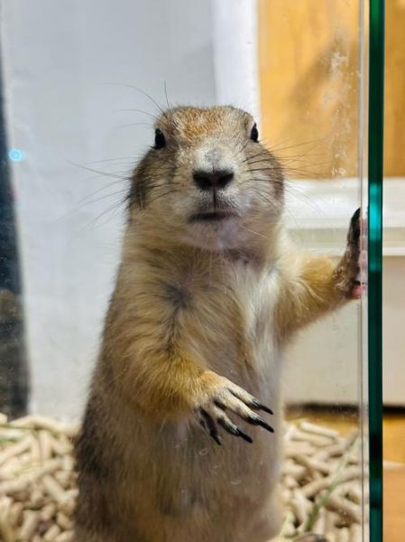 土拨鼠是什么生肖属相（土拨鼠到底属什么生肖？）