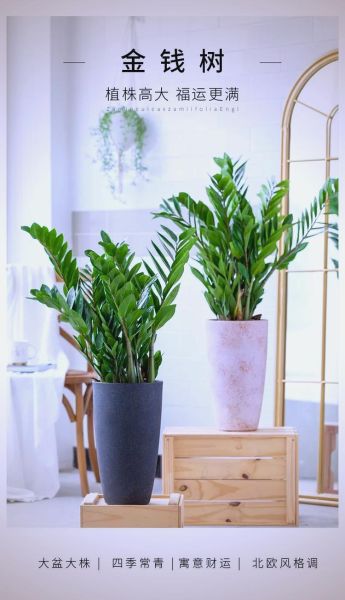 生肖属相绿植推荐（属鼠养什么绿植最旺财运）