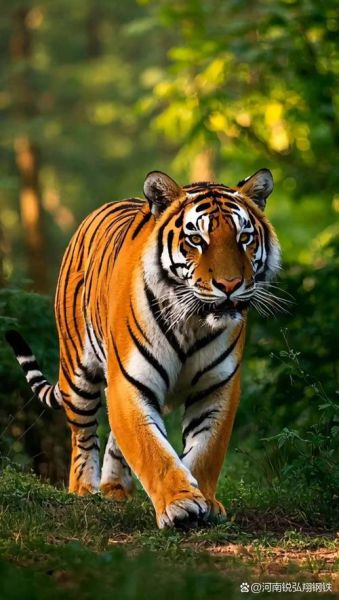 生肖虎是大属相吗(生肖虎是大属相吗?小白也能看懂的判断方法)