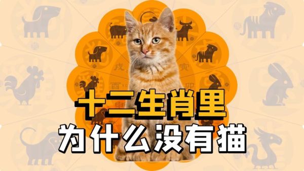 小属相有哪些生肖和属相（小属相有哪些生肖详解😸）