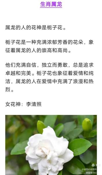 十二生肖属相花朵图片（十二生肖属相幸运花图解及花语大全）