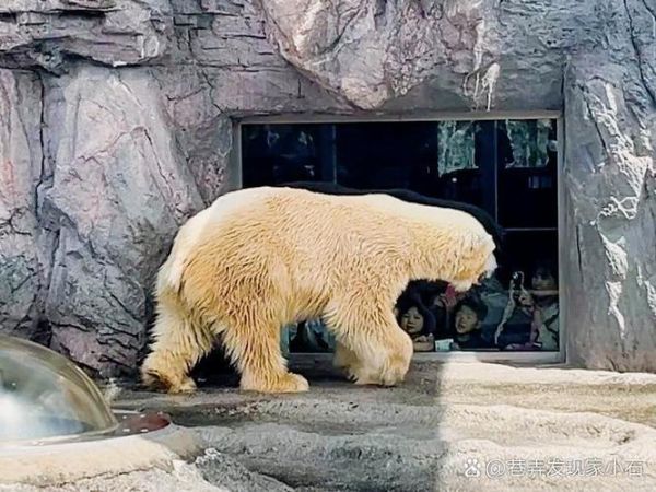 什么属相是潜伏生肖（潜伏生肖指的是谁？新手一次看懂）