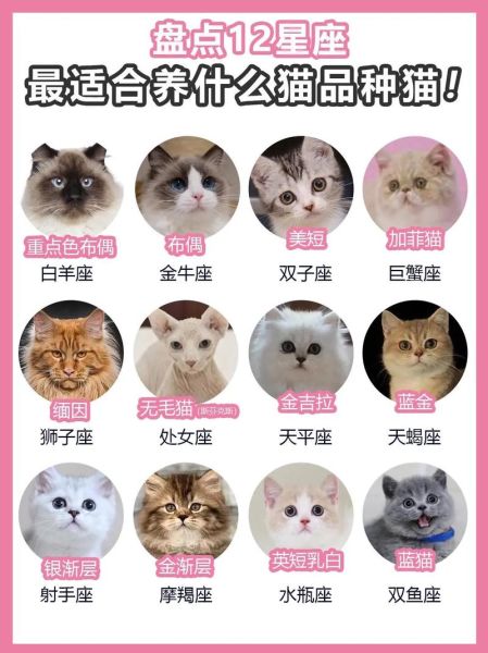 猫属相是什么生肖(猫属相真正对应的生肖是哪一个?)