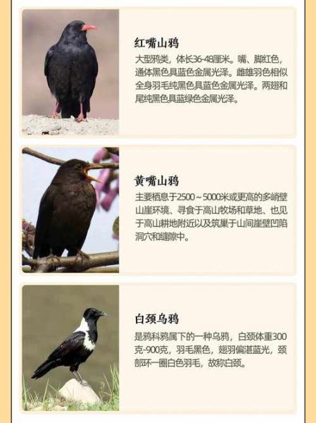 乌鸦的属相是什么生肖（乌鸦的属相是什么生肖？）