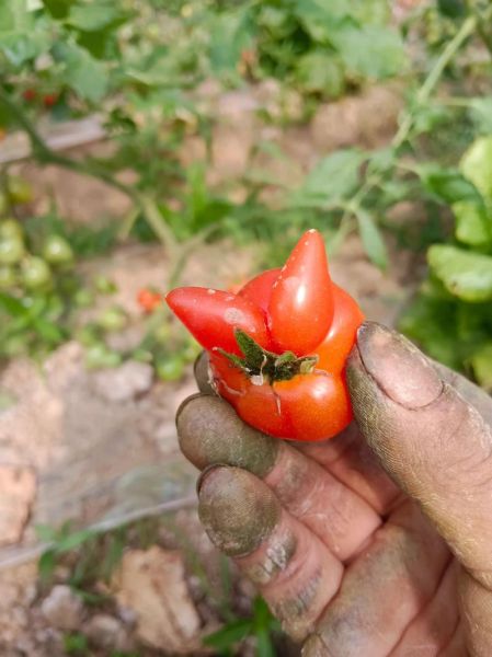 西红柿的生肖属相是啥（西红柿的生肖属相是啥？新手速看！）