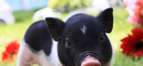 属相猪生肖长相（属猪的人五官长什么样？新手面相速通指南）