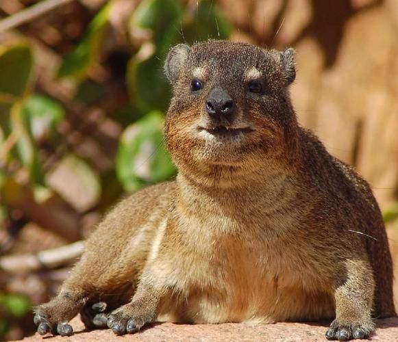 非洲生肖属相（非洲十二生肖有哪些动物）