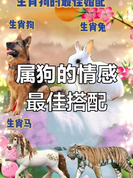 生肖虎和属相狗(虎狗配对婚姻合不合?)