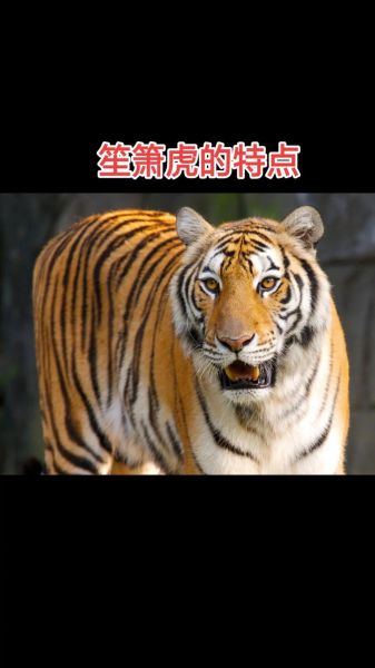 虎属相怕什么生肖（属虎最怕的生肖是谁）