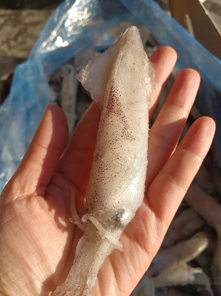 海兔王什么生肖属相（海兔王属什么生肖？真相来了）