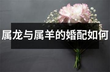 生肖羊和龙属相合不合（生肖羊和龙合不合婚）
