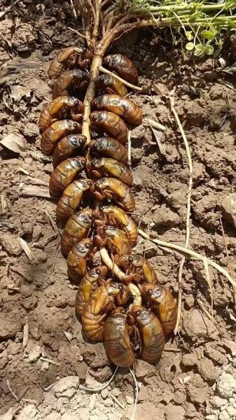 金蝉属相是什么生肖（🪷金蝉属什么生肖对照表？小白一看就懂！）