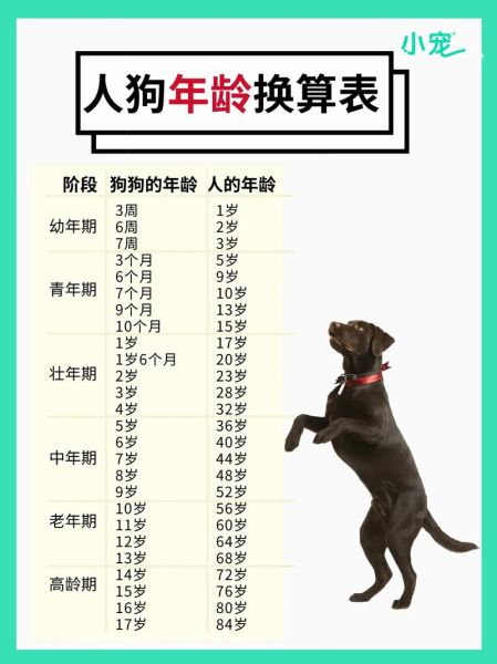 属相狗生肖年份（属相狗生肖年份对照表及年龄速查）