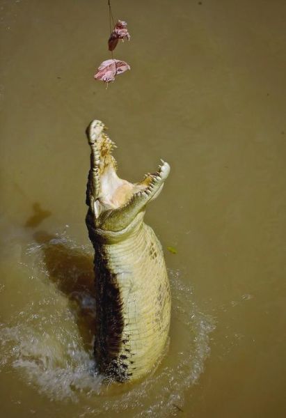 鳄鱼代表什么生肖属相呢（鳄鱼到底属于哪个生肖？）