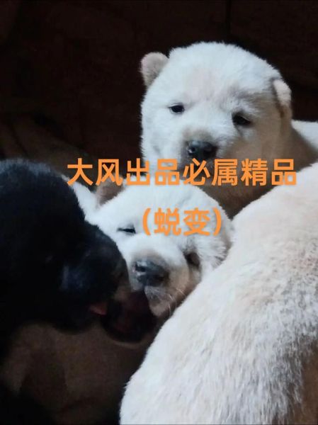 土狗生肖属相（2024土狗到底属什么生肖）