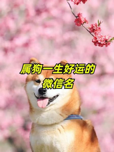 狗年出世的生肖属相(属狗的到底是哪几年出生的?)