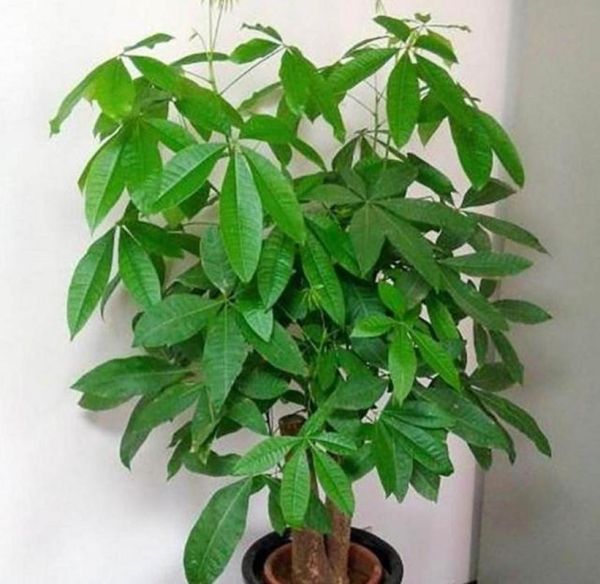 生肖属相旺财树（生肖属相旺财树怎么摆放最招财）