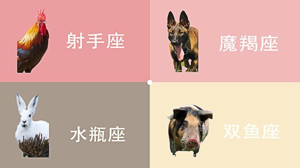 生肖决定星座还是属相好（生肖决定星座还是属相哪个准）