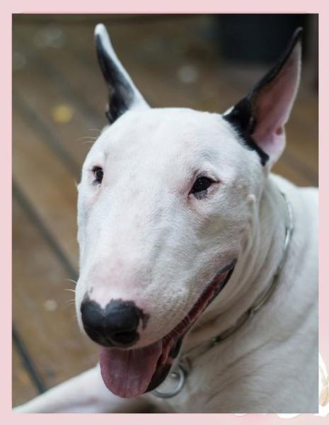 孙红雷属相是什么生肖（孙红雷属什么生肖新手指南）