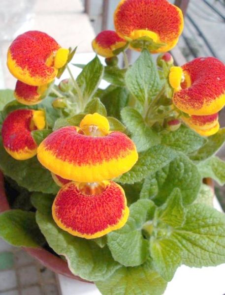 十二生肖属相养什么花好（龙生肖最适合养什么花提升财运）