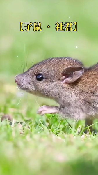 白属相是什么生肖（白属相对应什么生肖）