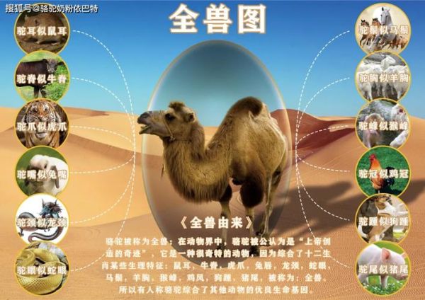 骆驼最佳生肖属相（骆驼代表什么生肖最旺）