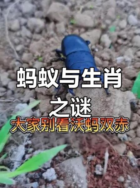 蚂蚁属什么生肖属相的（蚂蚁属什么生肖？新手3分钟看明白）