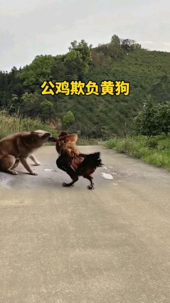 打鸡骂狗属相是什么生肖（打鸡骂狗是什么生肖？新手一看就懂）