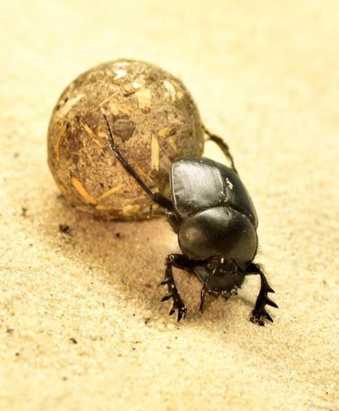 什么属相结巴生肖(结巴生肖是什么属相?龙)