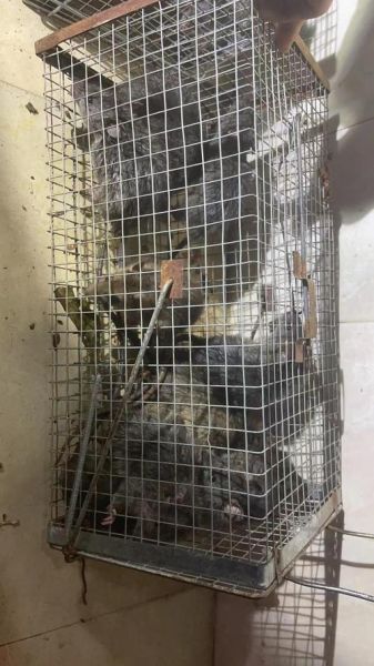 属相是大田鼠的生肖（大田鼠是哪个生肖属相？）