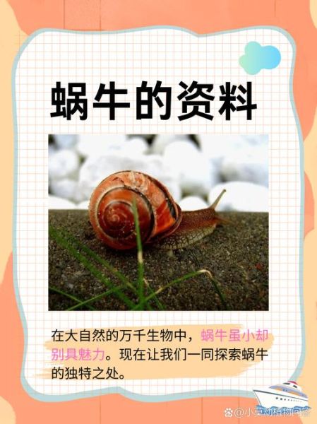 蜗牛属相是什么生肖