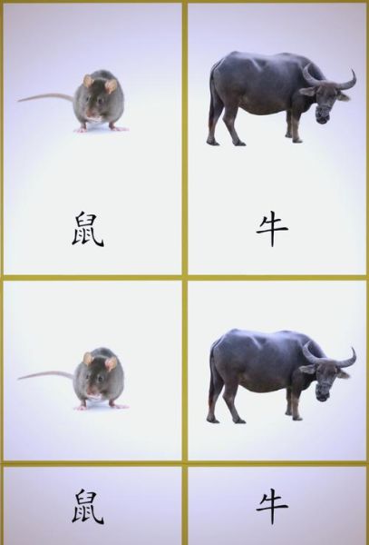 生肖属相底卡展示(生肖属相底卡展示模板有哪些?)