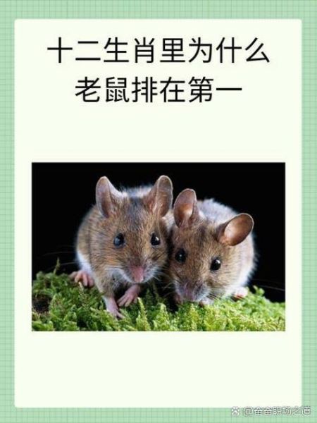 鼠避开哪些生肖属相(鼠与哪些生肖最不合)