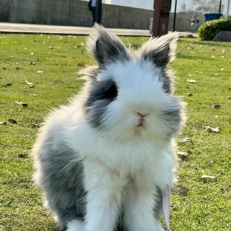 越南的生肖属相（越南生肖属相为啥没有兔）