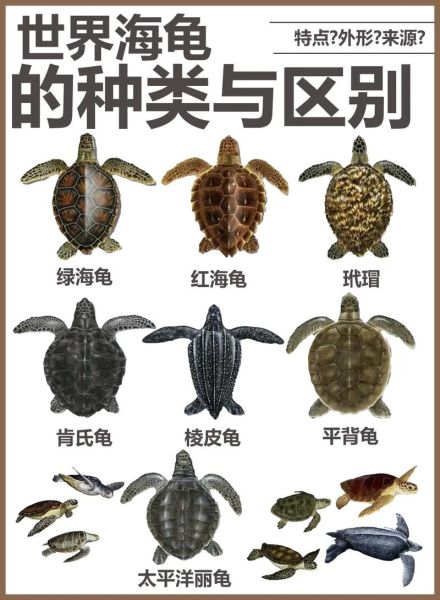 海龟属相是什么生肖（海龟属相是什么生肖？新手一看就懂）