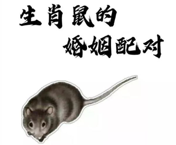 生肖鼠最搭配的属相（生肖鼠和什么属相最配最旺？）