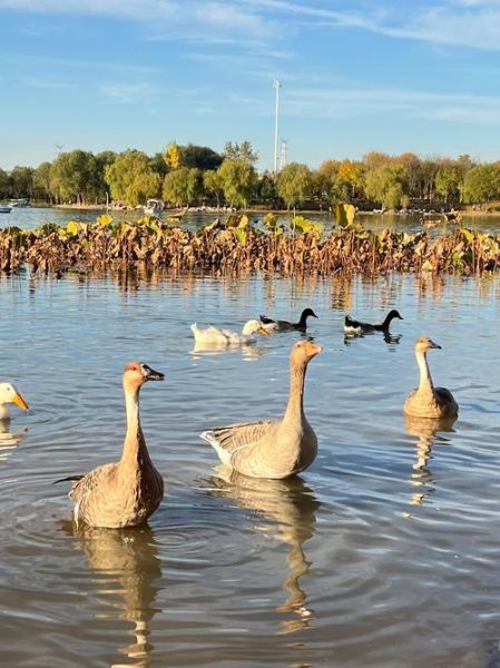什么生肖属相大雁（大雁代表什么生肖）