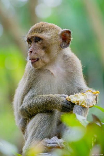 属相猴生肖好吗（属相猴好吗？新手最关心的问题）