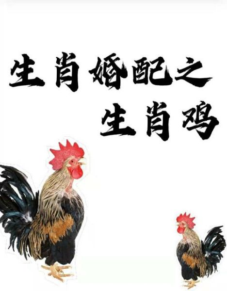 适合生肖鸡的属相（生肖鸡最合的3个生肖配对）