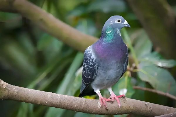 鸽子生肖事什么属相（鸽子属什么生肖？新手也能秒懂）