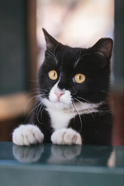 黑猫与哪些生肖属相相配（黑猫最旺什么属相？新手速看）