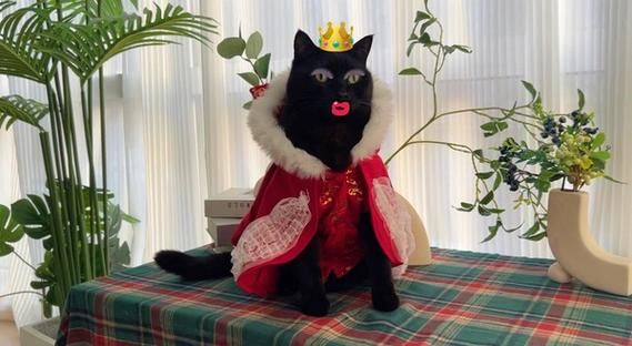 黑猫与哪些生肖属相相配（黑猫最旺什么属相？新手速看）