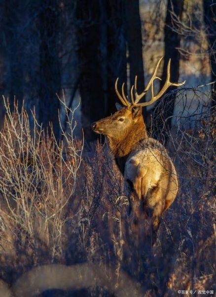 麋鹿的正确生肖属相（麋鹿的正确生肖属相是什么）