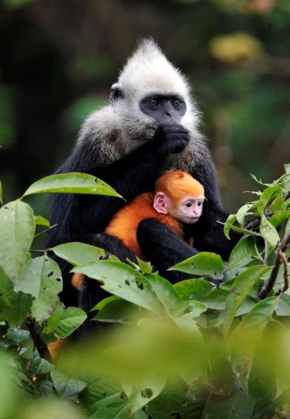 白头生肖是什么属相