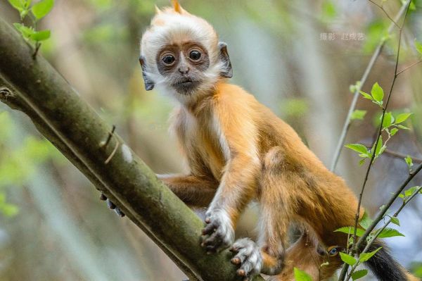 白头生肖是什么属相