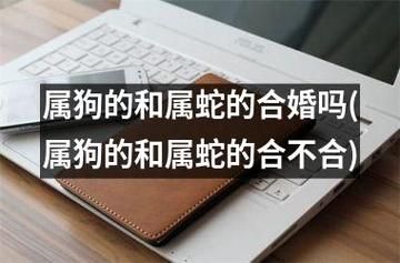 生肖属相狗与蛇（生肖狗与蛇婚配合适吗）