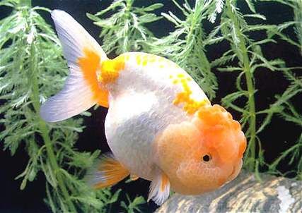 鱼十二生肖属相（鱼十二生肖属相吗？新手1分钟看明白🐟）