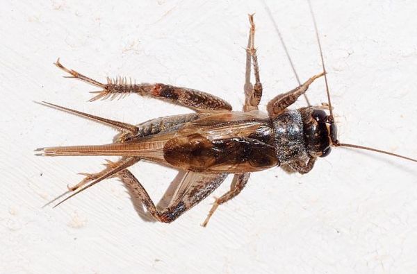 夜里蟋蟀的生肖属相（夜里蟋蟀属啥生肖）