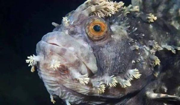 假鱼代表什么生肖属相